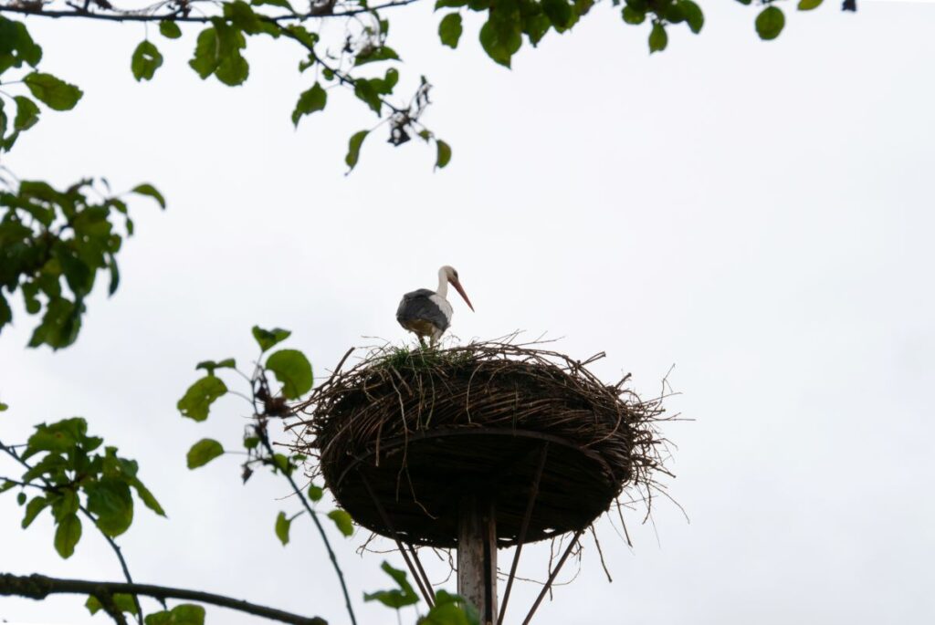 storks Damme