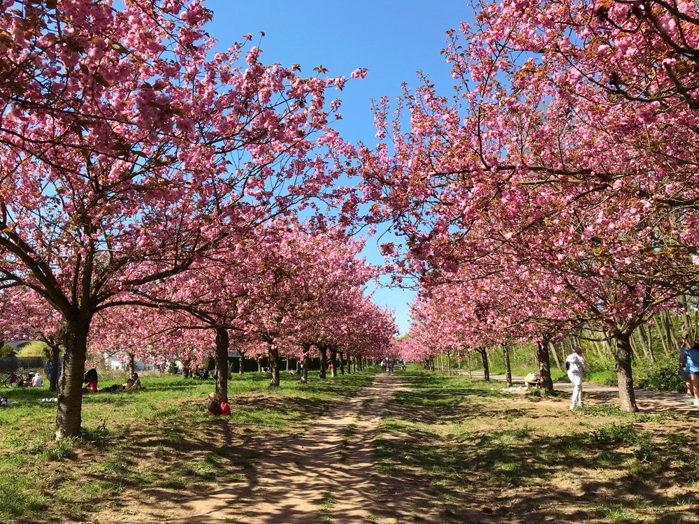 cherry blossoms in Berlin in spring
