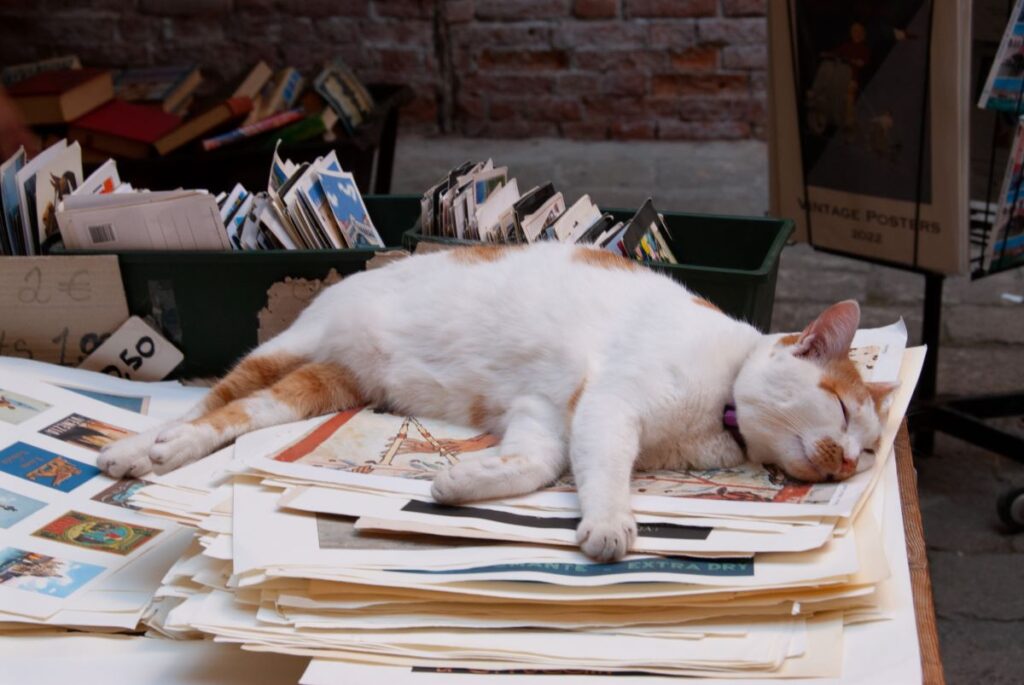Cat lying on books in Libreria Acqua Alta