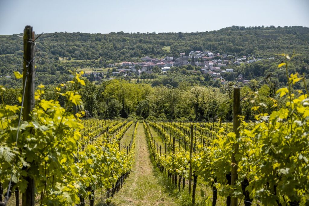 Vineyards along the Moselle river in Luxembourg