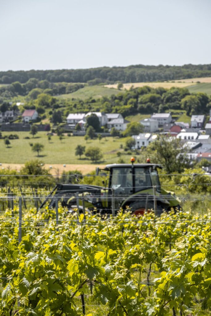 Vineyards in the Moselle Region of Luxembourg