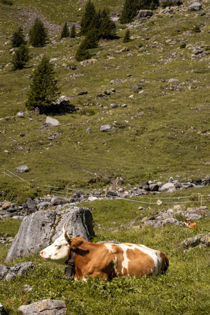cow on the trail at Oeschinensee
